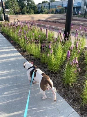Switchyard Park