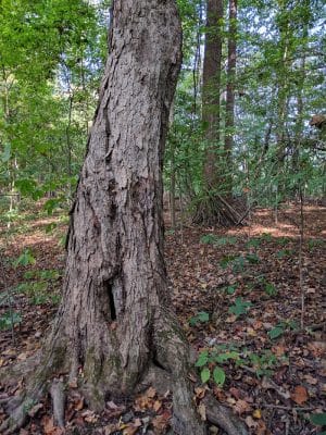 Winslow Nature Trail