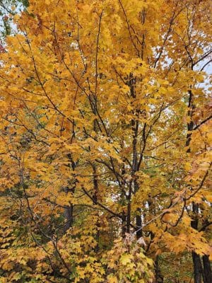 Winslow Nature Trail