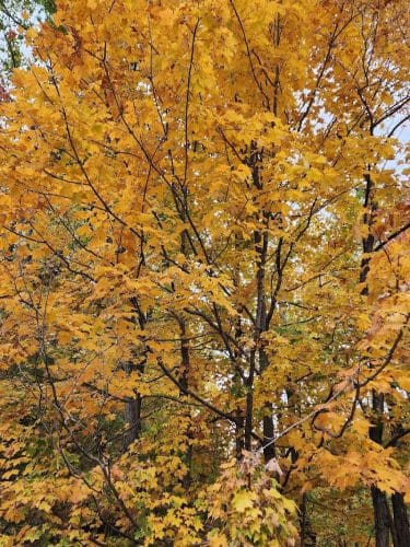 Winslow Nature Trail