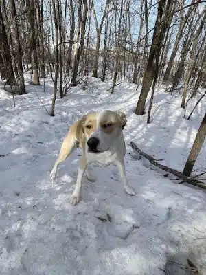 Bloomington Off-leash Dog Park