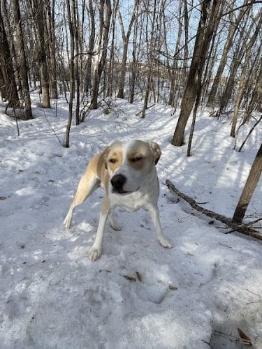 Bloomington Off-leash Dog Park