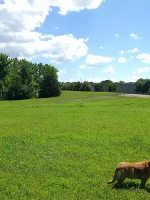Bloomington Off-leash Dog Park