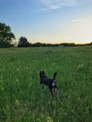 Bloomington Off-leash Dog Park