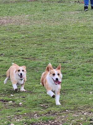 Bloomington Off-leash Dog Park