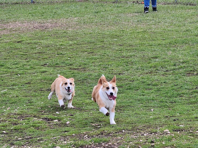 Bloomington Off-leash Dog Park - Bloomington, MN