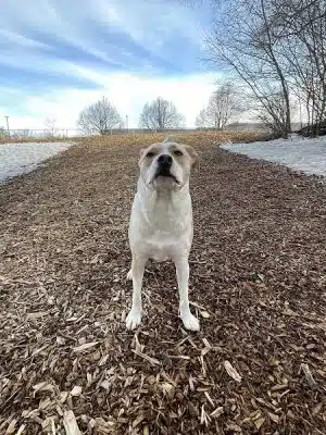 Bloomington Off-leash Dog Park