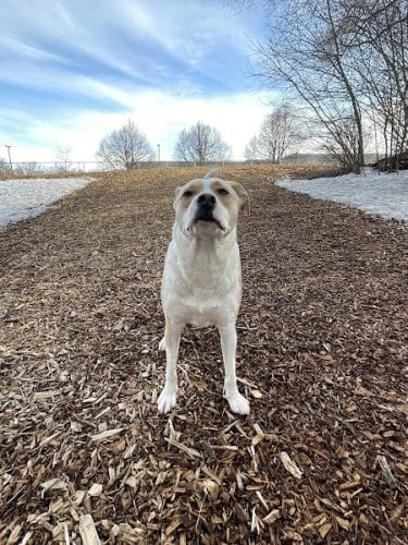 Bloomington Off-leash Dog Park