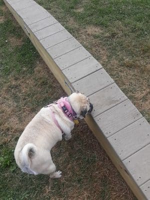 Bloomsburg Dog Park - Bloomsburg, PA