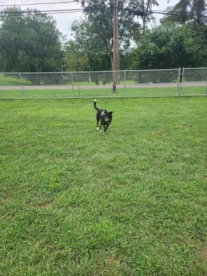 Bloomsburg Dog Park - Bloomsburg, PA