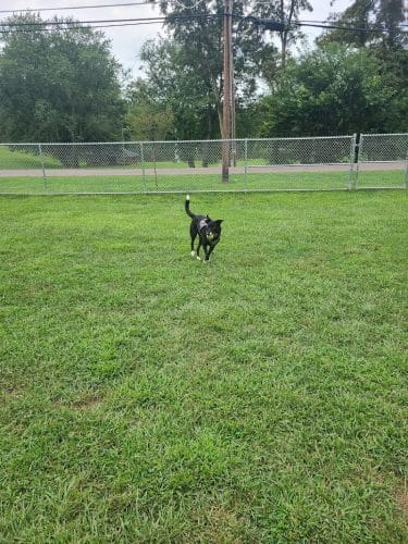 Bloomsburg Dog Park - Bloomsburg, PA
