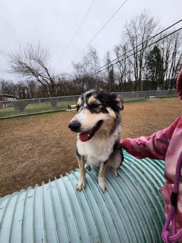 Bloomsburg Dog Park - Bloomsburg, PA