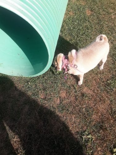 Bloomsburg Dog Park - Bloomsburg, PA