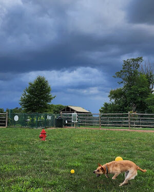 Whitpain Dog Park (member required)