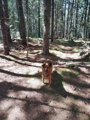 Penny's Preserve at Peters Brook - Blue Hill Heritage Trust
