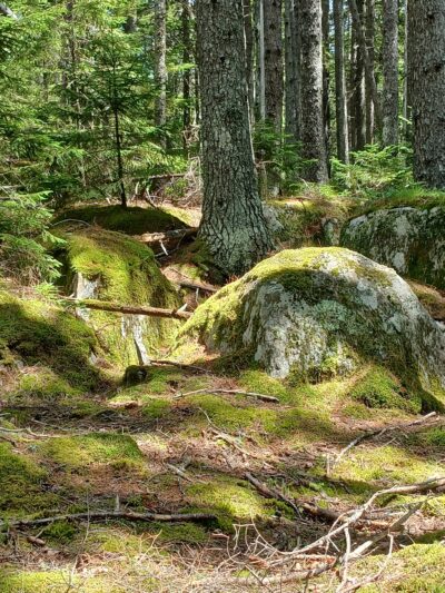 Penny's Preserve at Peters Brook - Blue Hill Heritage Trust - Blue Hill, ME