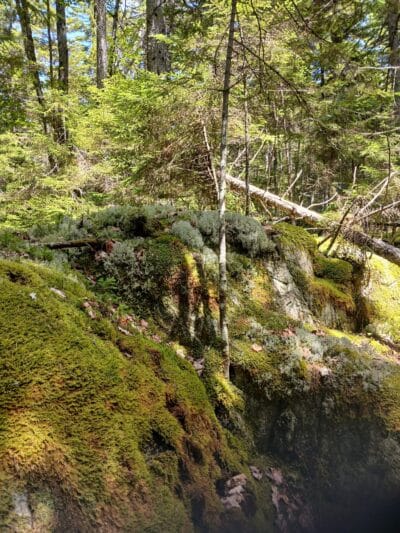 Penny's Preserve at Peters Brook - Blue Hill Heritage Trust - Blue Hill, ME