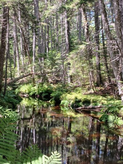 Penny's Preserve at Peters Brook - Blue Hill Heritage Trust - Blue Hill, ME