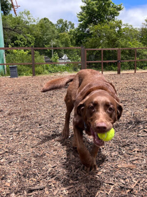 Blue Ridge Adventure Dog