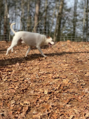 Blue Ridge Private Dog Park