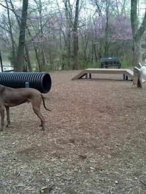 Blue Springs Dog Park