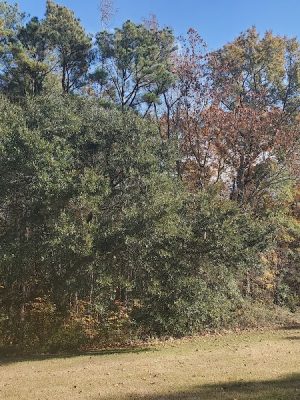 Blythewood Park