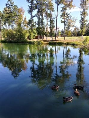 Doko Meadows Park