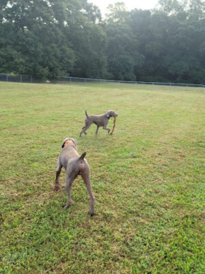 Oconee Veterans Park Bark Park