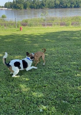 Water Street Dog Park - Boonville, MO