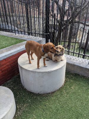 RUFF North End Dog Park