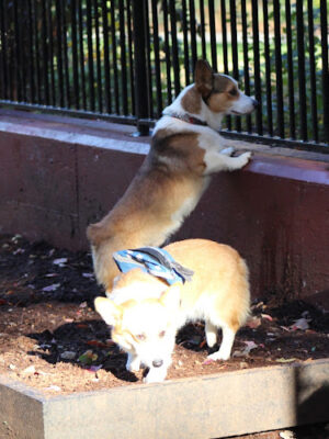 Carleton Court Dog Park