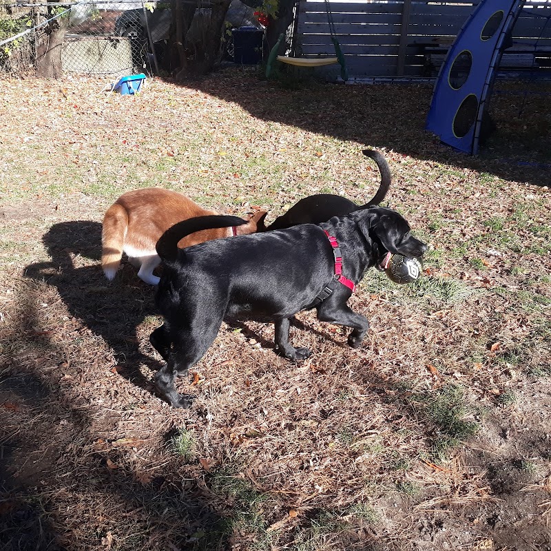 boston-massachusetts-dog-park-at-downer-avenue-park-5