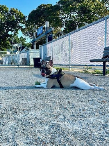 Dog Park at The Track