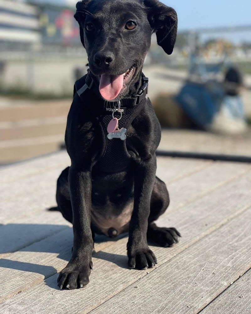 boston-massachusetts-dog-park-at-the-track-5