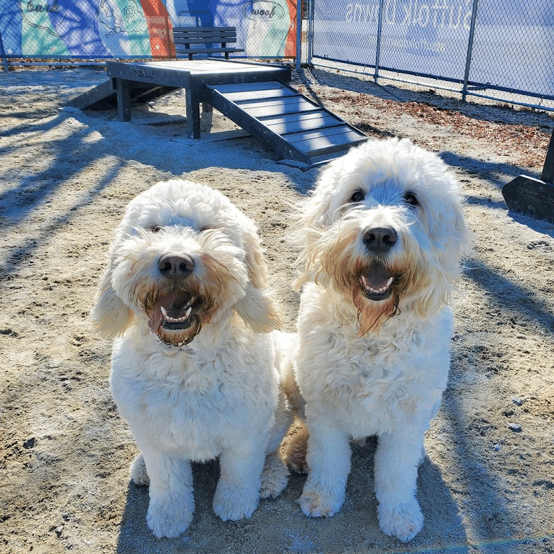boston-massachusetts-dog-park-at-the-track