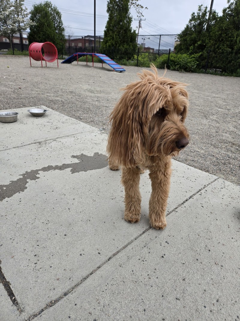 boston-massachusetts-east-1st-dog-park-1