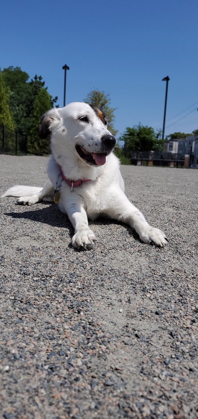 boston-massachusetts-east-1st-dog-park-3