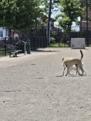 East 1st Dog Park