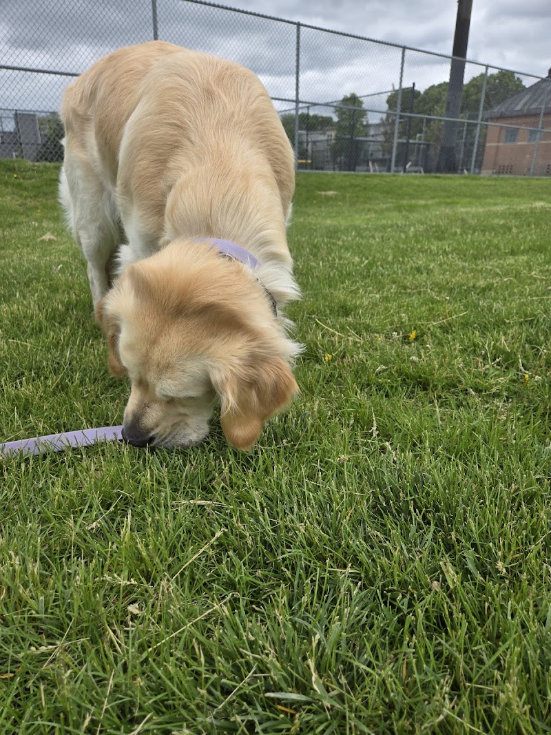 boston-massachusetts-east-1st-dog-park-4