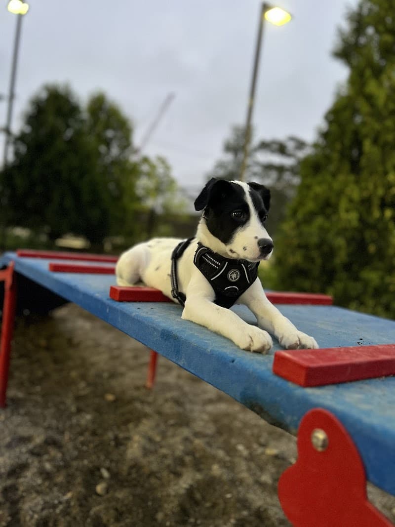 boston-massachusetts-east-1st-dog-park-7