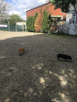 Mansfield Street Dog Park