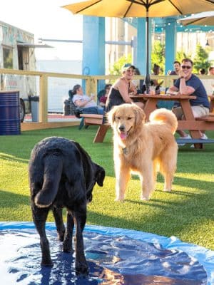 Park-9 Dog Bar