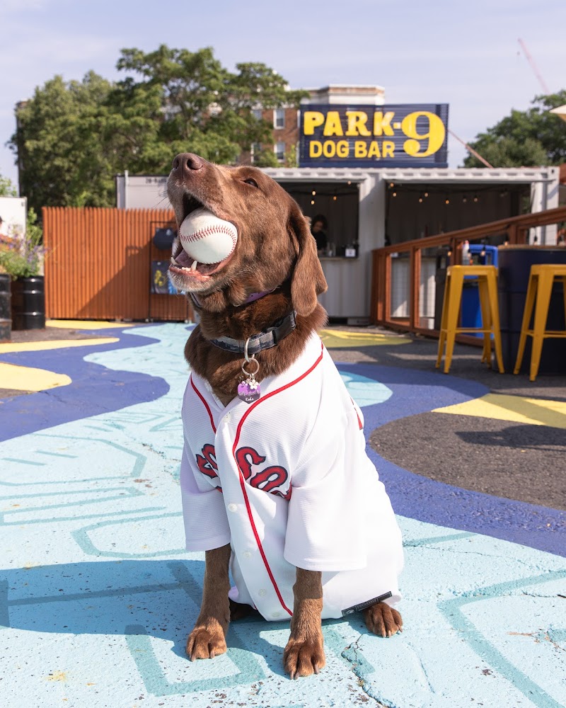 boston-massachusetts-park-9-dog-bar-6