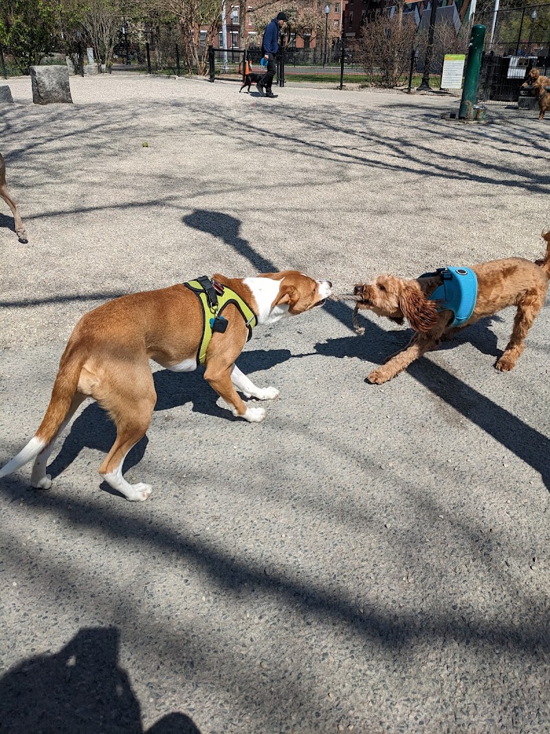 boston-massachusetts-peters-park-dog-park-5