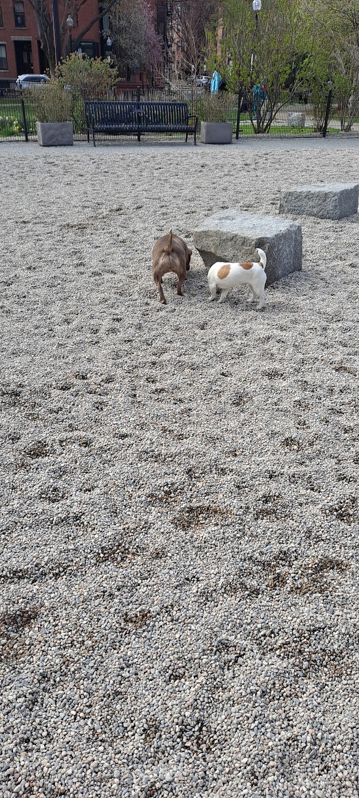boston-massachusetts-peters-park-dog-park-9