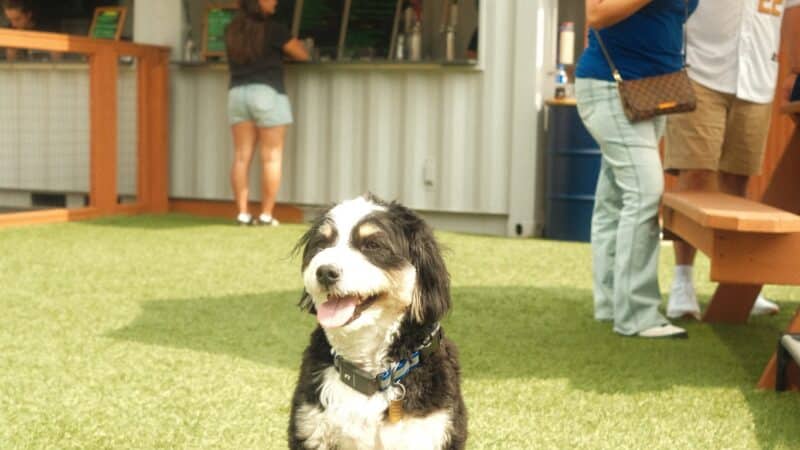 Park-9 Dog Bar - Boston, MA
