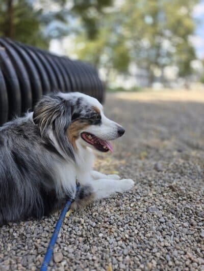 South Boston Bark Park - Boston, MA