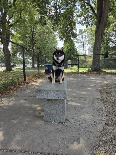 South Boston Bark Park - Boston, MA
