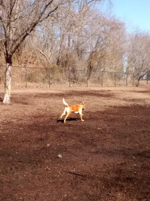 Bowie Dog Park