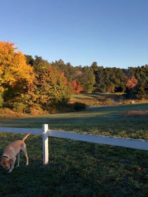 Flerra Meadows